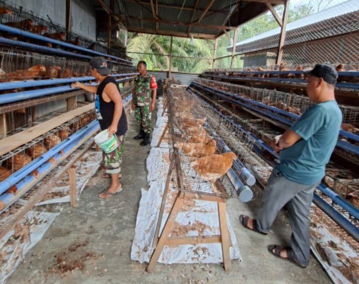 Dari Desa untuk Pangan, Babinsa Dampingi Program Ayam Petelur
