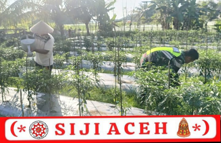 Babinsa Hadir di Lahan Cabai, Dorong Produktivitas Petani Desa Seunebok Jalan