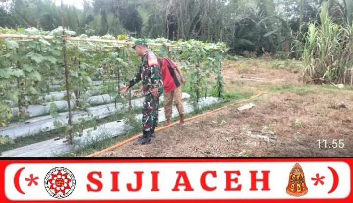 Babinsa Koramil 12/Sry Dampingi Petani, Wujudkan Panen Berkualitas