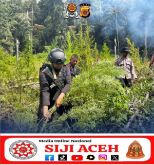 Brimob Aceh Bersama Tim Gabungan Ungkap dan Musnahkan 43,25 Hektar Lahan Ganja di Pegunungan Gayo Lues