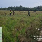 Diduga Tersambar Petir Saat Berada di Sawah, Pria di Tanah Luas Ditemukan Meninggal Dunia