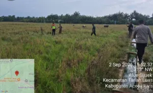 Diduga Tersambar Petir Saat Berada di Sawah, Pria di Tanah Luas Ditemukan Meninggal Dunia